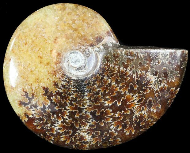 Wide Polished Cleoniceras Ammonite - Madagascar #49424